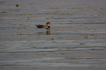 Wood Duck